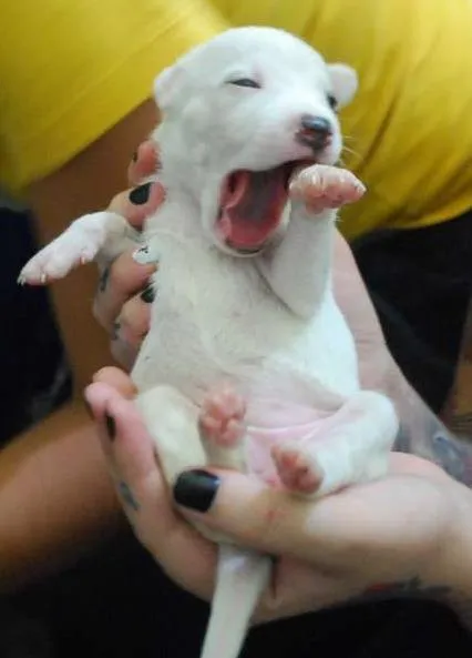 Cachorro ra a  idade Abaixo de 2 meses nome Filhotinha branca