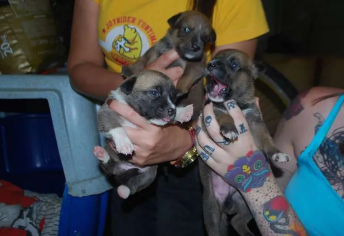Cachorro ra a  idade Abaixo de 2 meses nome Filhotinhos SRD