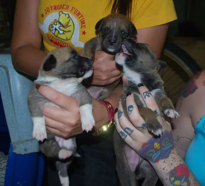 Cachorro ra a  idade Abaixo de 2 meses nome Filhotinhos SRD