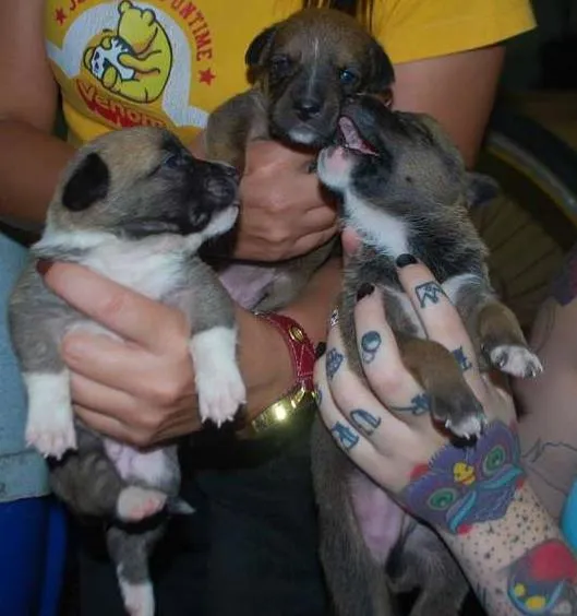 Cachorro ra a  idade Abaixo de 2 meses nome Filhotinhos SRD