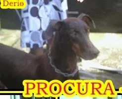 Cachorro ra a Dobermann e Sem Raça Definida idade 6 ou mais anos nome Dério e Hércules