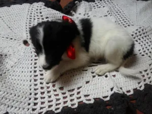 Cachorro raça  idade Abaixo de 2 meses nome nao tem