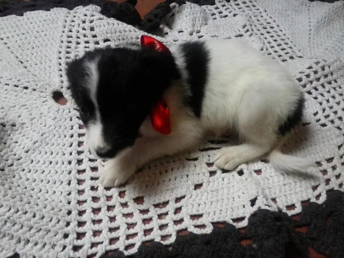 Cachorro ra a  idade Abaixo de 2 meses nome nao tem