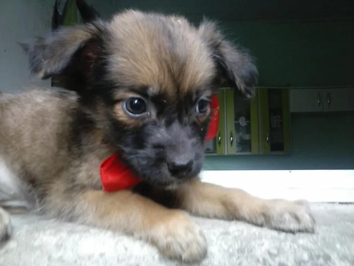 Cachorro ra a  idade Abaixo de 2 meses nome nao tem