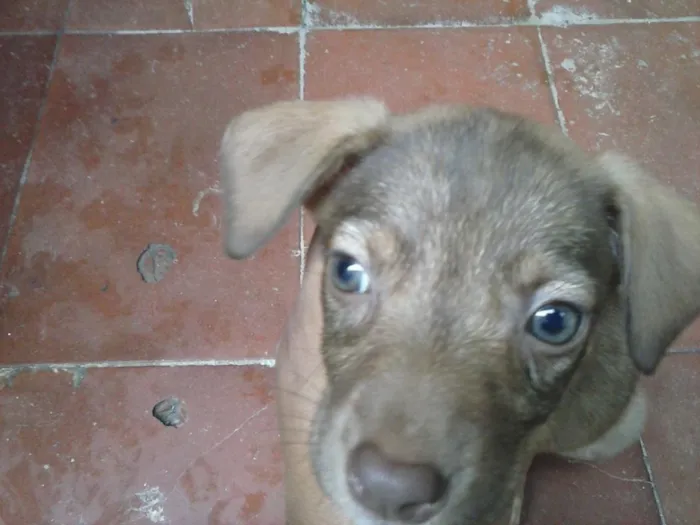 Cachorro ra a  idade  nome nao tem