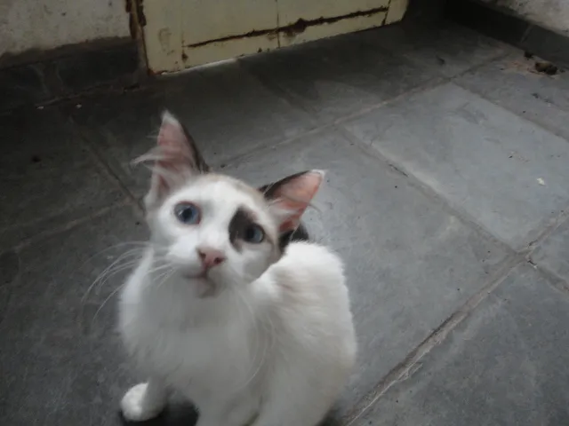 Gato ra a Sem raça definida idade 5 anos nome Lily
