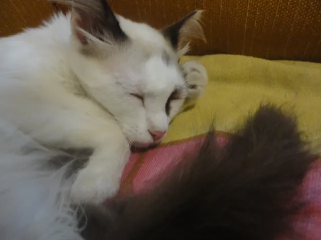 Gato ra a Sem raça definida idade 5 anos nome Lily