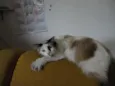 Lily