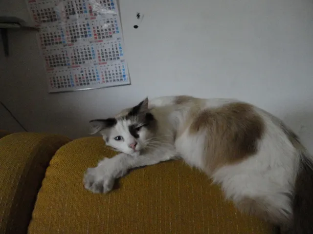 Gato ra a Sem raça definida idade 5 anos nome Lily