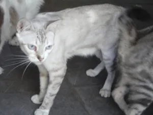Gato raça Sem raça definida idade 6 ou mais anos nome Pathy