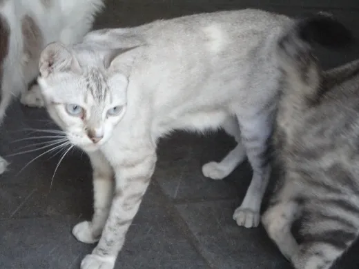 Gato ra a Sem raça definida idade 6 ou mais anos nome Pathy