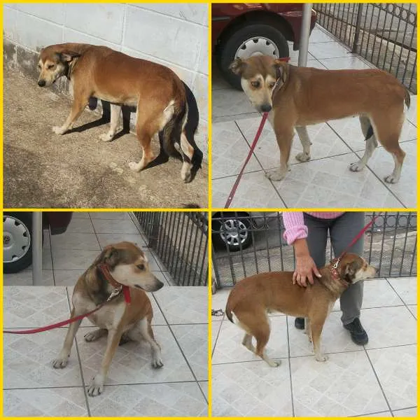 Cachorro ra a SRD idade 3 anos nome MINIE