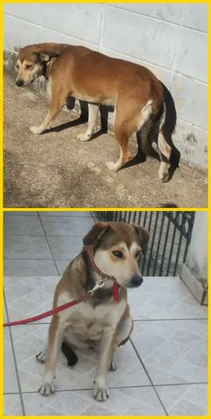 Cachorro raça SRD idade 3 anos nome MINIE
