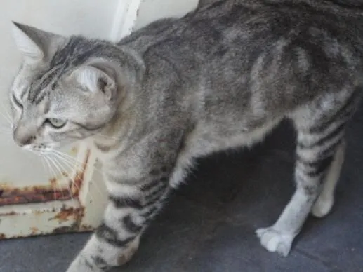 Gato ra a Sem raça definida idade 5 anos nome Latias
