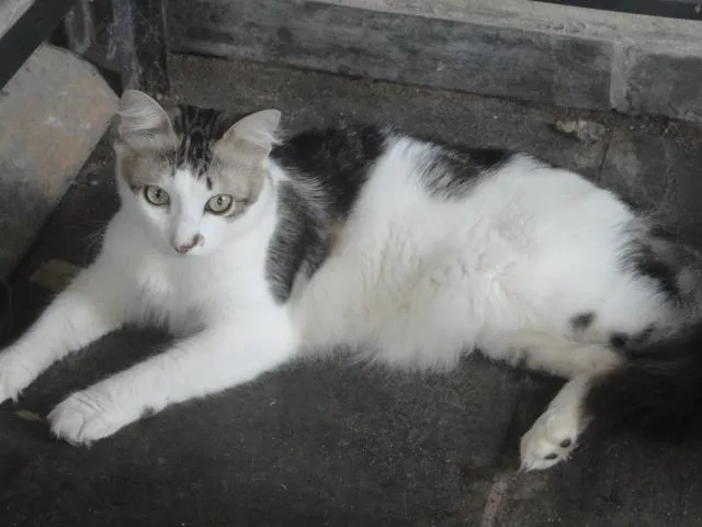 Gato ra a Sem raça definida idade 6 ou mais anos nome Dan