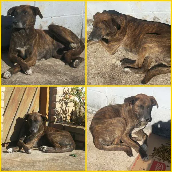 Cachorro ra a SRD idade 3 anos nome TIGREZA