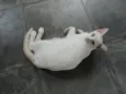 Floquinho