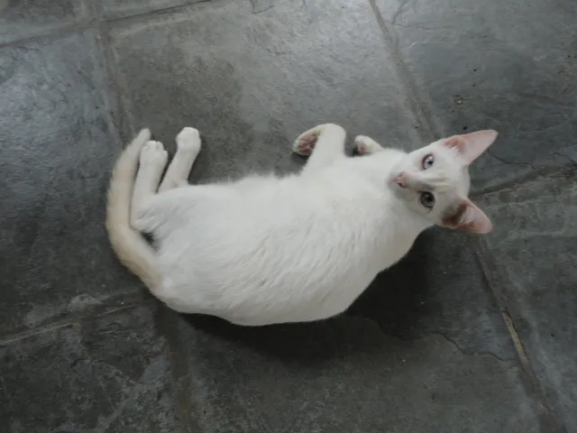 Gato ra a Sem raça definida idade 5 anos nome Floquinho