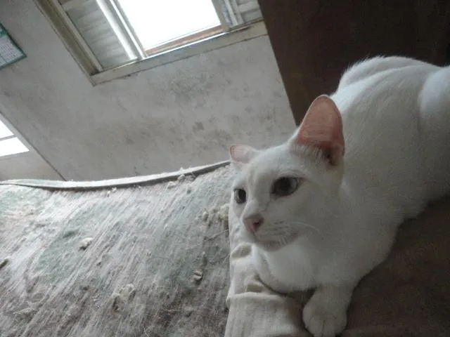 Gato ra a Sem raça definida idade 5 anos nome Floquinho