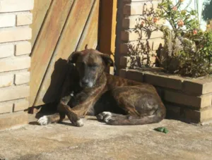 Cachorro raça SRD idade 3 anos nome TIGREZA