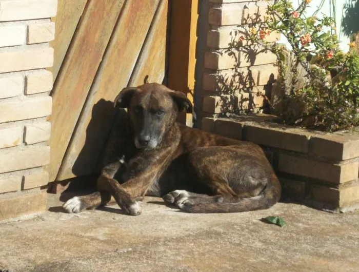 Cachorro ra a SRD idade 3 anos nome TIGREZA
