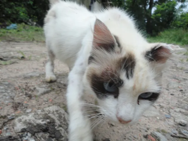 Gato ra a Sem raça definida idade 6 ou mais anos nome Kiki ou Kity