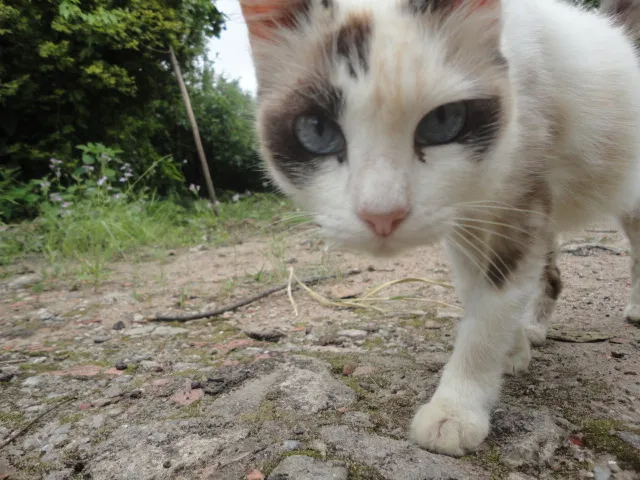 Gato ra a Sem raça definida idade 6 ou mais anos nome Kiki ou Kity