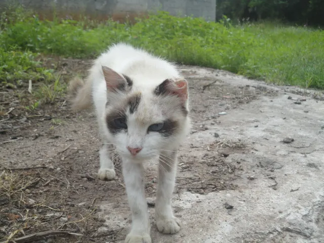 Gato ra a Sem raça definida idade 6 ou mais anos nome Kiki ou Kity