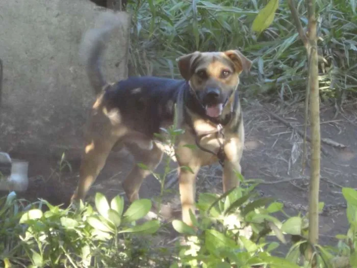 Cachorro ra a Sem raça definida idade 4 anos nome Fubuki 
