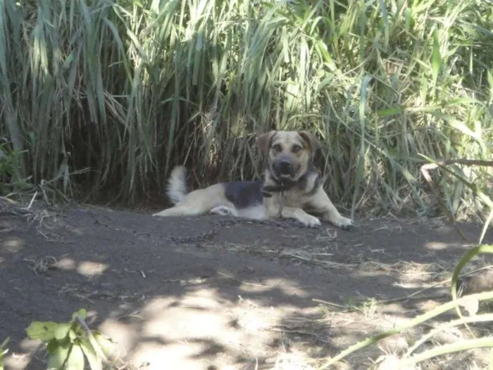 Cachorro ra a Sem raça definida idade 4 anos nome Fubuki 
