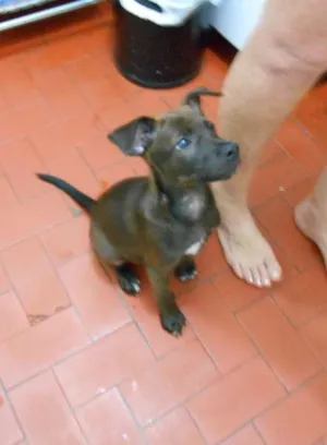 Cachorro raça SRD idade 2 a 6 meses nome não tem