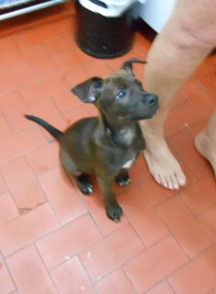 Cachorro ra a SRD idade 2 a 6 meses nome não tem