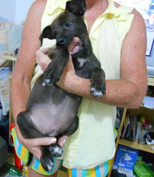Cachorro ra a SRD idade 2 a 6 meses nome não tem