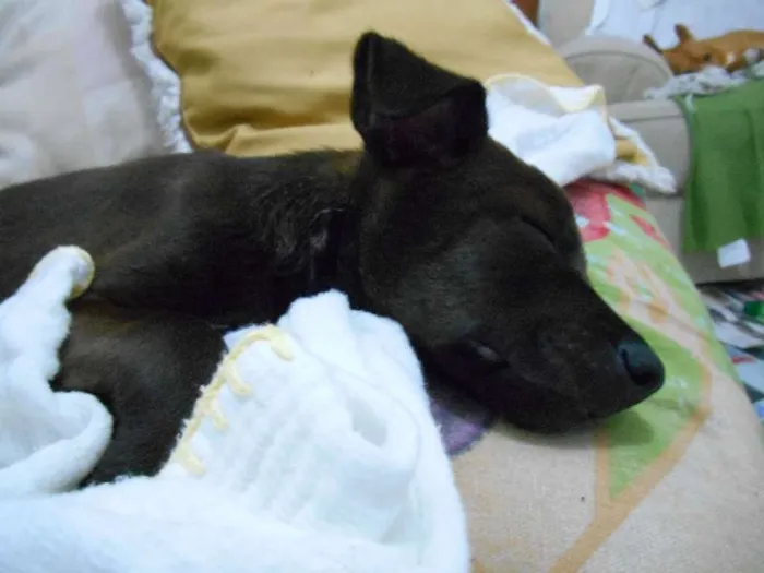 Cachorro ra a SRD idade 2 a 6 meses nome não tem