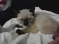 Tiquinho
