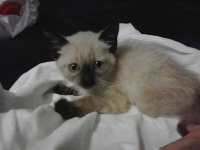 Gato ra a Siamês idade 2 a 6 meses nome Tiquinho