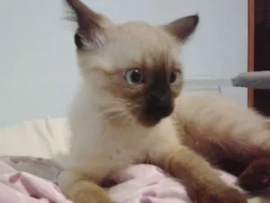Gato raça Siamês idade 2 a 6 meses nome Tiquinho