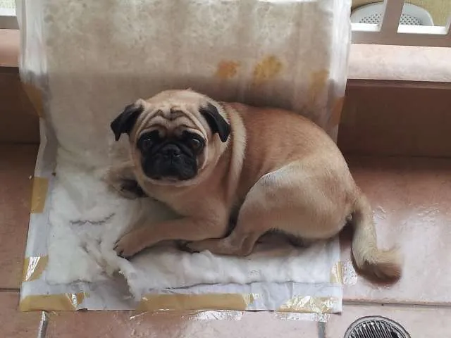 Cachorro ra a Pug idade 4 anos nome Max