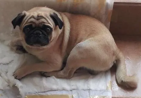 Cachorro ra a Pug idade 4 anos nome Max