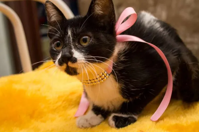 Gato ra a SRD idade 2 a 6 meses nome Brenda