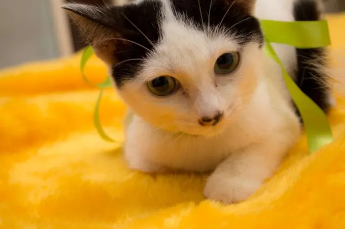 Gato ra a SRD idade 2 a 6 meses nome Bruna