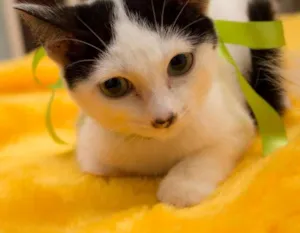 Gato raça SRD idade 2 a 6 meses nome Bruna