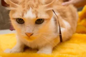 Gato raça SRD idade 2 anos nome Elisa