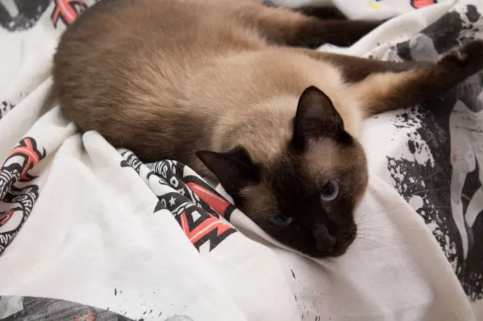 Gato ra a Siamês idade 1 ano nome Pipoca