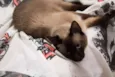 Pipoca