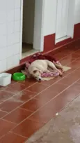Coxinha