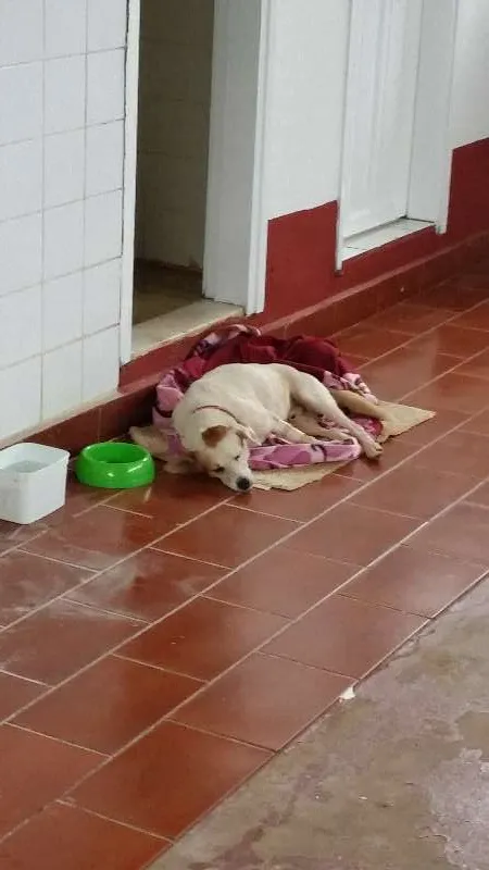 Cachorro ra a SRD idade 3 anos nome Coxinha