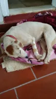 Coxinha