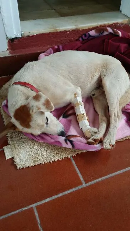 Cachorro ra a SRD idade 3 anos nome Coxinha