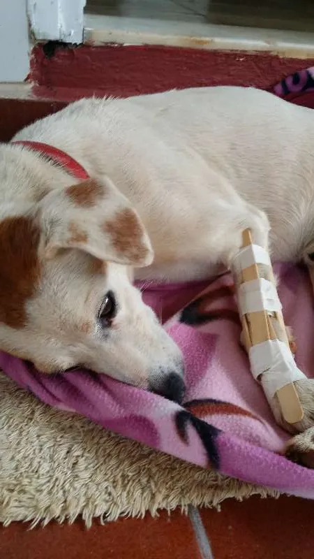 Cachorro ra a SRD idade 3 anos nome Coxinha